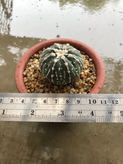 Astrophytum asterias