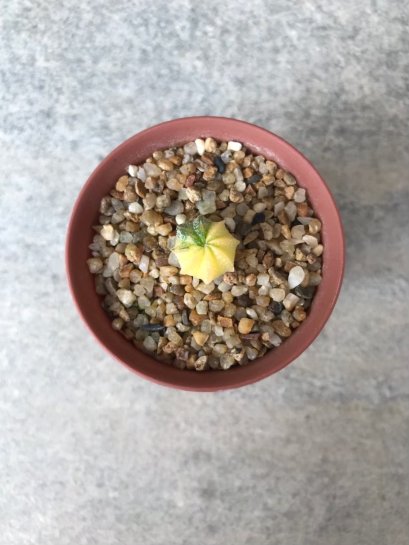 Astrophytum asterias