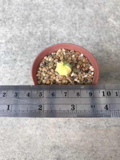 Astrophytum asterias