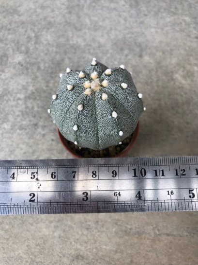 Astrophytum asterias