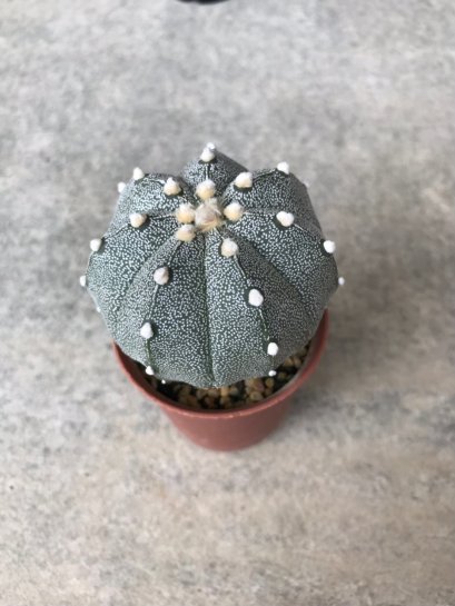 Astrophytum asterias