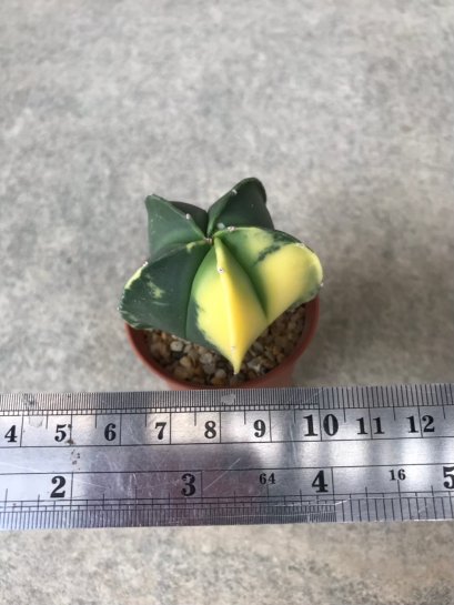 Astrophytum asterias