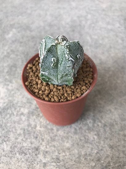 Astrophytum asterias