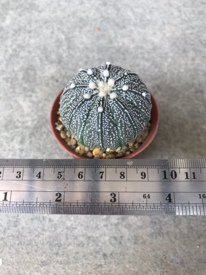 Astrophytum asterias