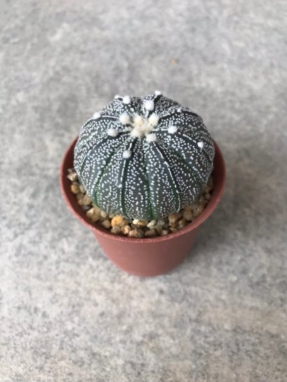 Astrophytum asterias