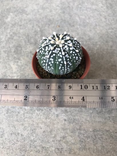 Astrophytum asterias