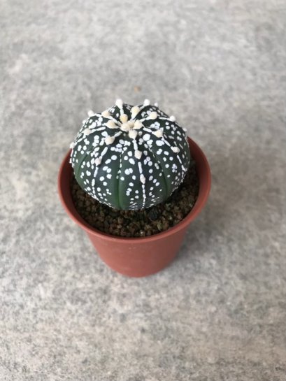 Astrophytum asterias
