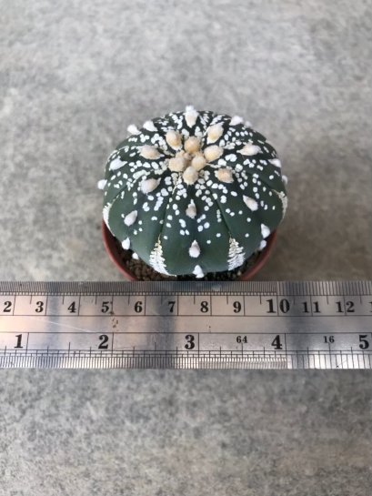 Astrophytum asterias