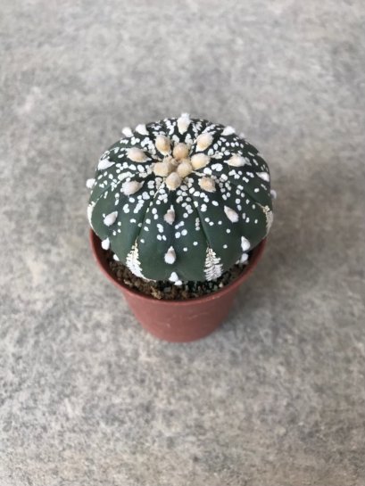 Astrophytum asterias