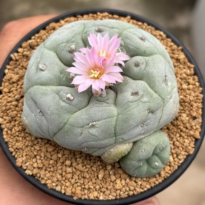 Lophophora Fricii  8-9 cm 10 years old seed ownroot flower seedling ロフォフォラ　烏羽玉　仔吹き サボテン