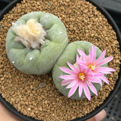 Lophophora Fricii Twin  8-9 cm 10 years old seed ownroot flower seedling ロフォフォラ　烏羽玉　仔吹き サボテン