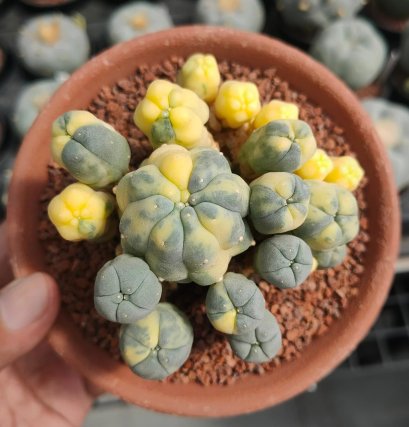 Lophophora Williamsii Variegata 9-10 cm 25 years old seed ownroot flower seedling ロフォフォラ　烏羽玉　仔吹き サボテン