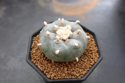 Lophophora Williamsii 5-6 cm 9 years old seed ownroot flower seedling ロフォフォラ　烏羽玉　仔吹き サボテン