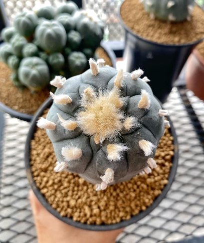 Lophophora Williamsii 5-6 cm 15 years old seed ownroot flower seedling ロフォフォラ 烏羽玉　仔吹き サボテン