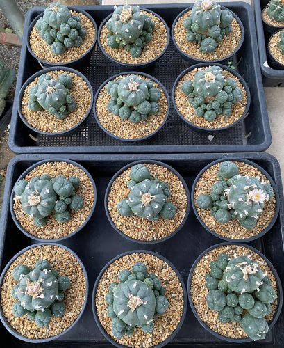 1 plant Lophophora Williamsii 6-7 cm 15 years old seed ownroot flower seedling ロフォフォラ 烏羽玉　仔吹き サボテン