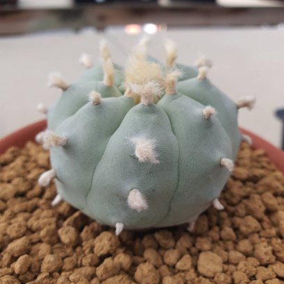 Rare Lophophora Williamsii huizache 6-7 cm 10 years old seed ownroot flower seedling ロフォフォラ　烏羽玉　仔吹き サボテン