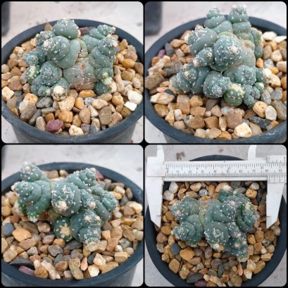 Lophophora Fricii 6-7 cm 15 years old seed ownroot flower seedling ロフォフォラ 烏羽玉　仔吹き サボテン