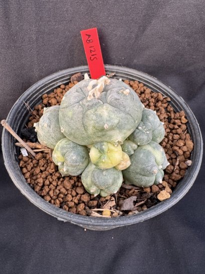 Lophophora Williamsii 6-7 cm 10 years old seed ownroot flower seedling ロフォフォラ　烏羽玉　仔吹き サボテン