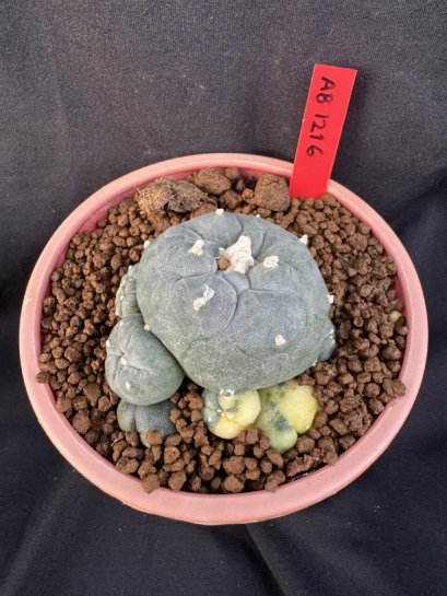 Lophophora Williamsii 6-7 cm 10 years old seed ownroot flower seedling ロフォフォラ　烏羽玉　仔吹き サボテン