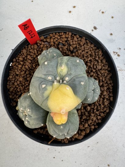 Lophophora Williamsii 6-7 cm 10 years old seed ownroot flower seedling ロフォフォラ　烏羽玉　仔吹き サボテン