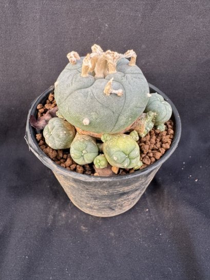 Lophophora Williamsii 6-7 cm 10 years old seed ownroot flower seedling ロフォフォラ　烏羽玉　仔吹き サボテン