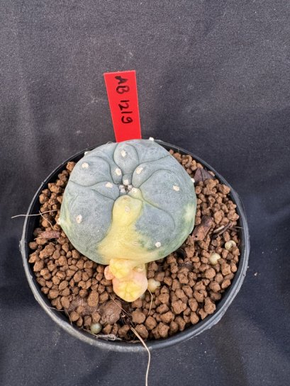 Lophophora Williamsii 6-7 cm 10 years old seed ownroot flower seedling ロフォフォラ　烏羽玉　仔吹き サボテン