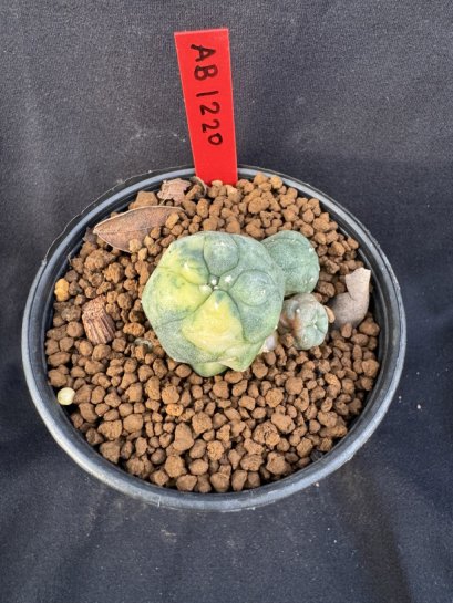 Lophophora Williamsii 6-7 cm 10 years old seed ownroot flower seedling ロフォフォラ　烏羽玉　仔吹き サボテン