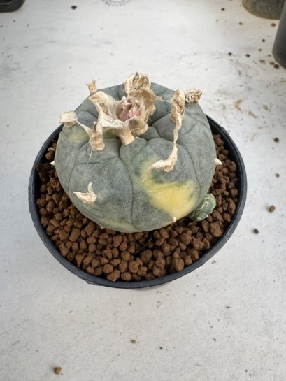 Lophophora Williamsii 6-7 cm 10 years old seed ownroot flower seedling ロフォフォラ　烏羽玉　仔吹き サボテン