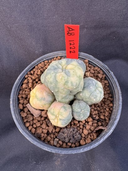 Lophophora Williamsii 6-7 cm 10 years old seed ownroot flower seedling ロフォフォラ　烏羽玉　仔吹き サボテン