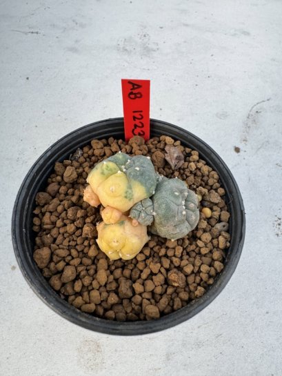 Lophophora Williamsii 6-7 cm 10 years old seed ownroot flower seedling ロフォフォラ　烏羽玉　仔吹き サボテン