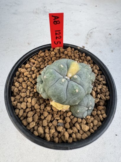 Lophophora Williamsii 6-7 cm 10 years old seed ownroot flower seedling ロフォフォラ　烏羽玉　仔吹き サボテン