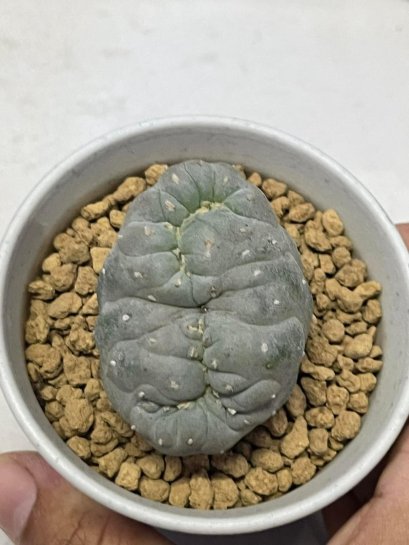 Lophophora Fricii Cristata 6-7 cm 15 years old seed ownroot flower seedling ロフォフォラ 烏羽玉　仔吹き サボテン