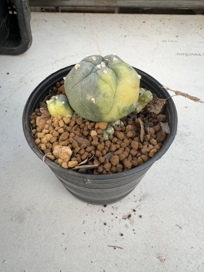 Lophophora Williamsii 6-7 cm 10 years old seed ownroot flower seedling ロフォフォラ　烏羽玉　仔吹き サボテン