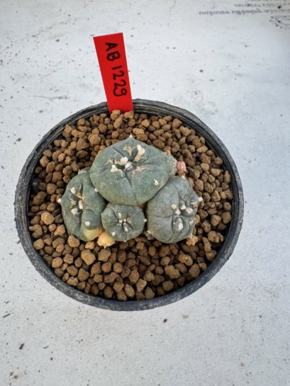 Lophophora Williamsii 6-7 cm 10 years old seed ownroot flower seedling ロフォフォラ　烏羽玉　仔吹き サボテン