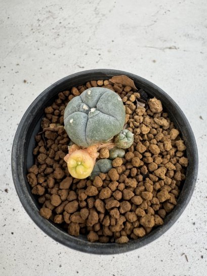 Lophophora Williamsii 6-7 cm 10 years old seed ownroot flower seedling ロフォフォラ　烏羽玉　仔吹き サボテン