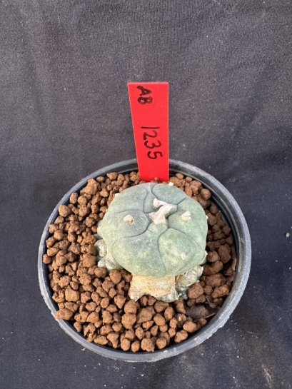 Lophophora Williamsii 6-7 cm 10 years old seed ownroot flower seedling ロフォフォラ　烏羽玉　仔吹き サボテン