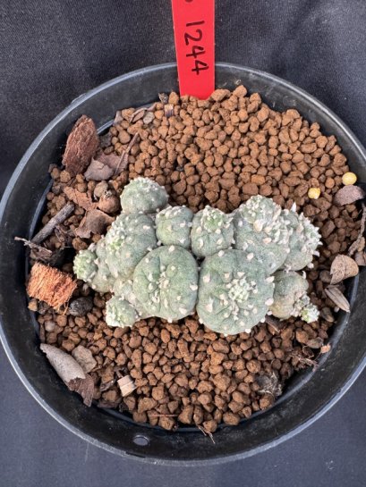 Lophophora Fricii 6-7 cm 10 years old seed ownroot flower seedling ロフォフォラ　烏羽玉　仔吹き サボテン