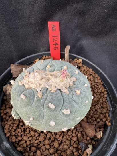 Lophophora Fricii 6-7 cm 10 years old seed ownroot flower seedling ロフォフォラ　烏羽玉　仔吹き サボテン