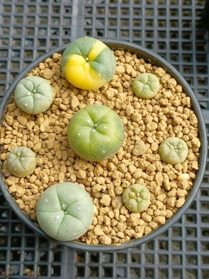 Lophophora Williamsii Variegata 3-4 cm 12 years old seed ownroot flower seedling ロフォフォラ　烏羽玉　仔吹き サボテン(copy)