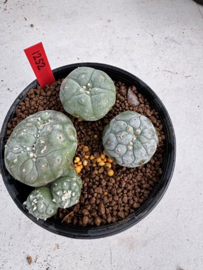 Lophophora Fricii 6-7 cm 10 years old seed ownroot flower seedling ロフォフォラ　烏羽玉　仔吹き サボテン