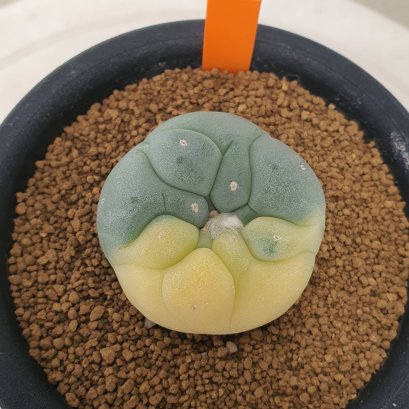 Lophophora Fricii Variegata 5-6 cm 12 years old seed ownroot flower seedling ロフォフォラ 烏羽玉　仔吹き サボテン
