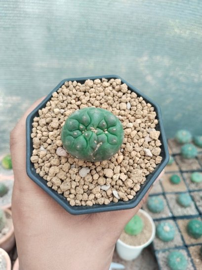 Lophophora Williamsii Cristata 3-4 cm 6 years old seed ownroot flower seedling ロフォフォラ　烏羽玉　仔吹き サボテン