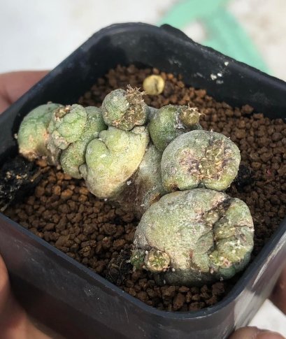 Lophophora Fricii 6-7 cm 15 years old seed ownroot flower seedling ロフォフォラ 烏羽玉　仔吹き サボテン