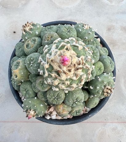 Lophophora Jourdaniana 12 cm 22 years old seed ownroot flower seedling ロフォフォラ 烏羽玉　仔吹き サボテン