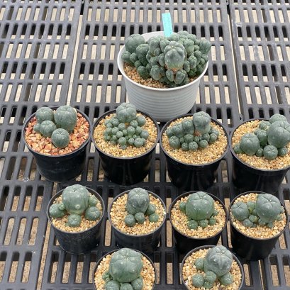 Lophophora Williamsii 6-7 cm 15 years old seed ownroot flower seedling ロフォフォラ 烏羽玉　仔吹き サボテン