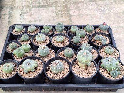 23x Lophophora hybrid 3-4 cm 12 years old seed ownroot flower seedling ロフォフォラ　烏羽玉　仔吹き サボテン