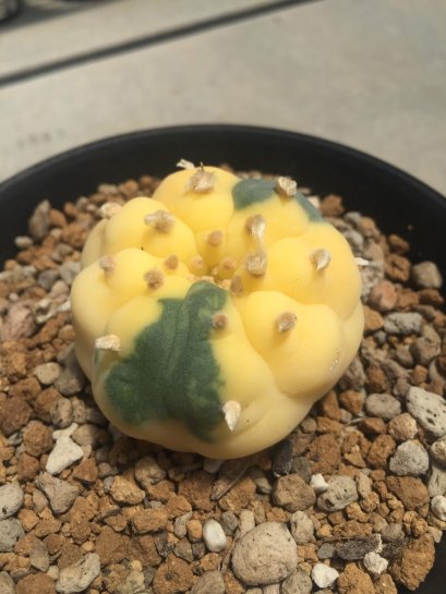 Lophophora Williamsii Variegata 3-4 cm 12 years old seed ownroot flower seedling ロフォフォラ　烏羽玉　仔吹き サボテン