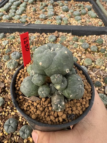 Lophophora Williamsii 5-6 cm 10 years old seed ownroot flower seedling ロフォフォラ　烏羽玉　仔吹き サボテン