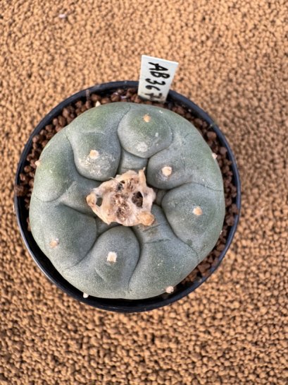 Lophophora Fricii 4-5 cm 15 years old seed ownroot flower seedling ロフォフォラ　烏羽玉　仔吹き　サボテン