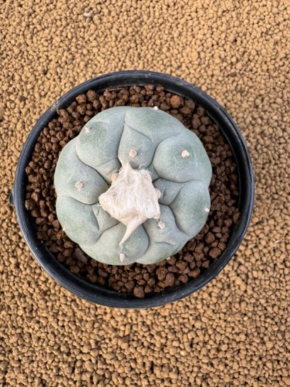 Lophophora Fricii 4-5 cm 10 years old seed ownroot flower seedling ロフォフォラ　烏羽玉　仔吹き　サボテン